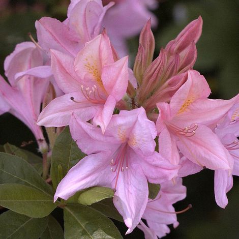 Azalée caduque knaphill 'Nabucco' Pot de 4L/5L