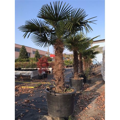 Bellissime palme da giardino "Trachycarpus Fortunei " palma in vaso  55 cm H tronco 100 cm FOTO REALE