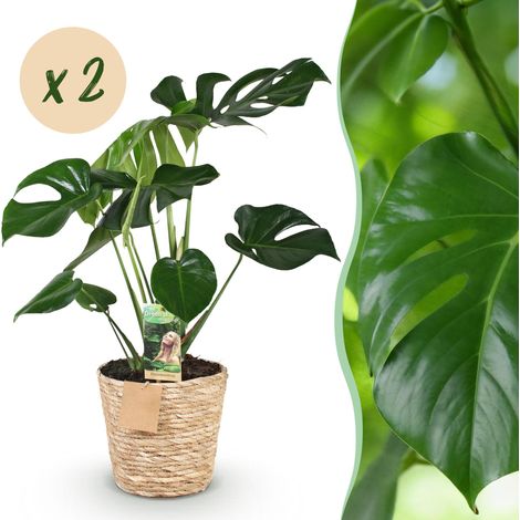 Lot de 2 Monstera Deliciosa Plantes à Trous avec Panier Vert Pot 17 cm Hauteur 50-55 cm - PANGIVO (1/5)