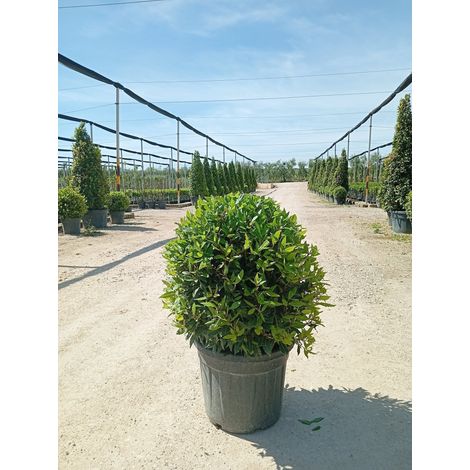 LAURUS NOBILIS PALLA 55