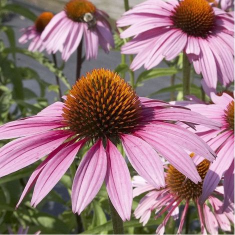 4 x Rudbeckia pourpre - Echinacea purpurea 'Magnus'  - godet 9x9