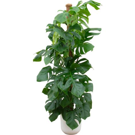 Monstera Pertusum XL - Plante Verte d'Intérieur avec Pot Round Blanc Ø26 cm - 150 cm - PANGIVO