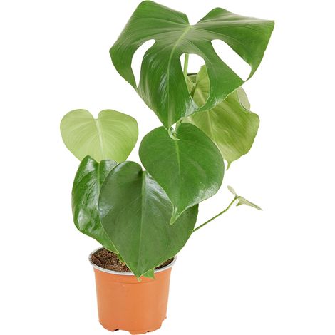 Bloomique - Monstera Deliciosa - Plante-gruyère- Plante d'intérieur - Facile d'entretien - Purificatrice d'air - Hauteur 30-40 cm - Pot 12 cm