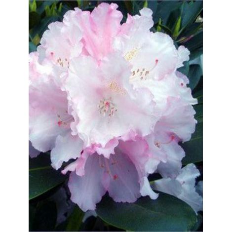 Rhododendron yakushimanum 'Silberwolke' Pot de 3L/4L