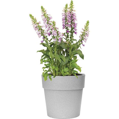 Elho Vibia Straight Round 47 Living concrete Vaso Rotondo (1/5)