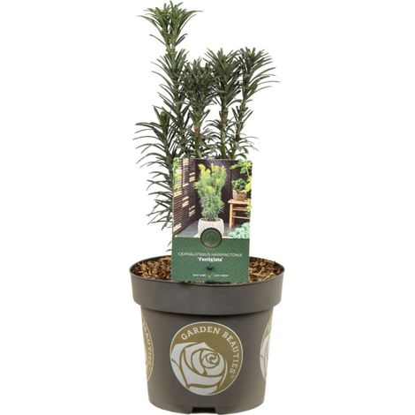 If à prunes Fastigiata - Cephalotaxus harringtonii Fastigiata 30/40cm Pot 2,5L (1/2)