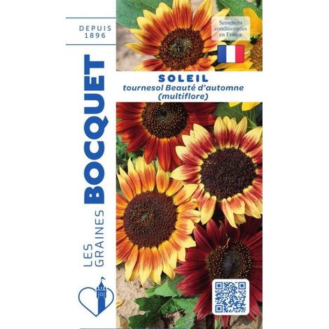 Soleil tournesol multiflore Beauté d'Automne - 3g