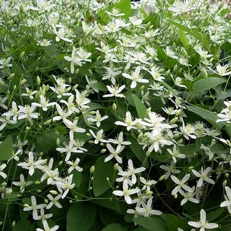 Clématite - Clematis armandii 'Snow Bells' - 60-80 cm pot