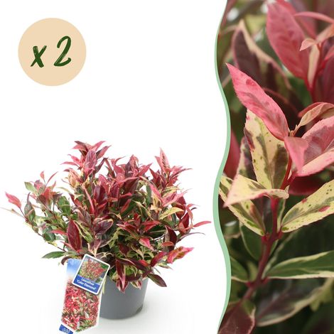 Leucothoe 'Colour Diamond' Arbuste de Jardin Persistant Feuillage Panaché Lot de 2 Pot 17 cm H 45 cm - PANGIVO (1/5)