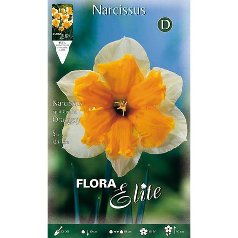 NARCISO SPLIT CORONA ORANGERY (CONFEZIONE DA 5 BULBI)
