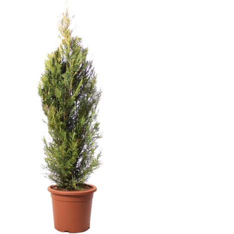 Pianta di Cipresso - Cupressocyparis Leylandii Pyramidalis Aurea - Piante Vere da Esterno - H 150-175 cm Vaso Ø 30 cm