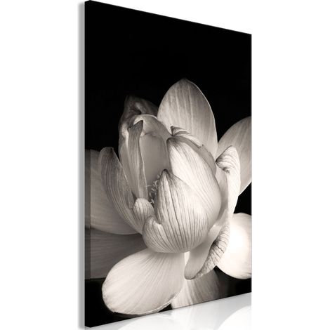Immagine - La delicatezza dei petali in natura (1 parte) - fiore in bianco e nero (1/3)