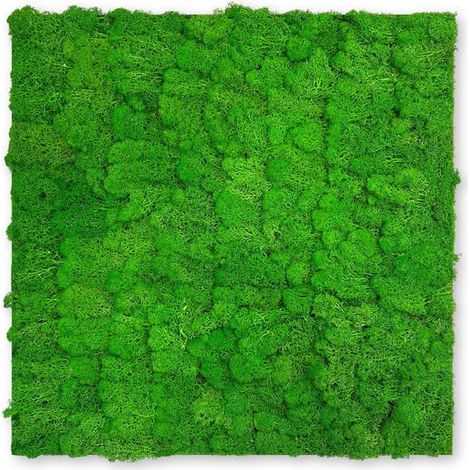 JANGAL Modular Wall Akustik 3D Paneele 520 x 520 mm Rich Green Moos Moos Pflanzenwand Paneele Echtmoos (1/5)