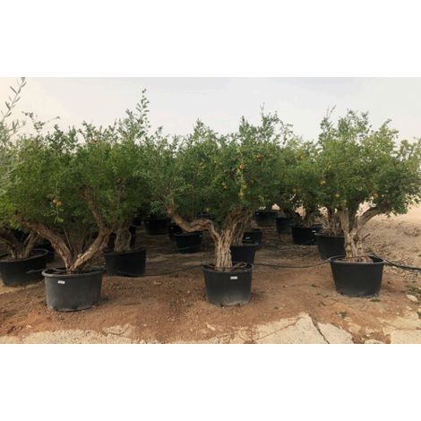 Melograno "Punica Granatum" bellissimo esemplare in mastello da 375 lt FOTO REALI (1/5)