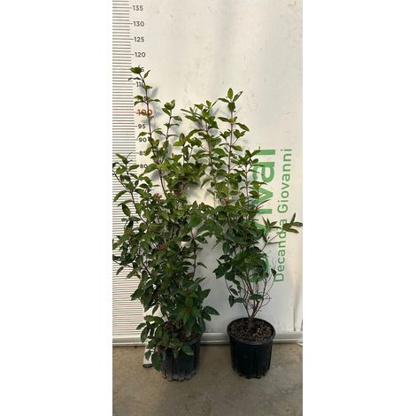 50 Piante di Viburno Tinus V18 H 50/60 cm – Siepe Sempreverde – Viburnum tinus
