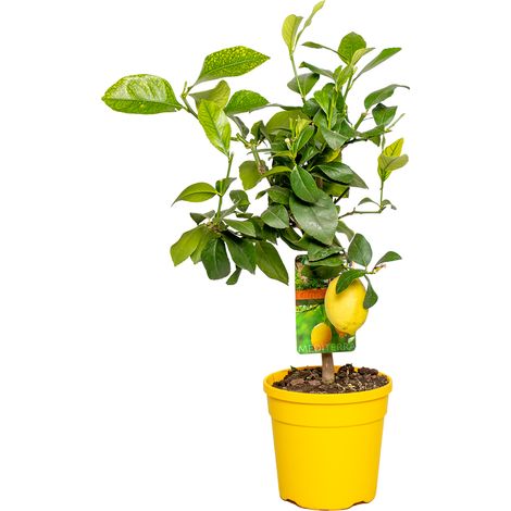 Bloomique - Citrus Limon - Citronnier - Agrume - Arbre fruitier - Plantes de jardin - Hauteur 50-70 cm - Pot 19 cm