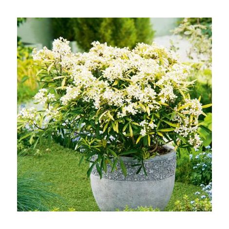 Oranger du Mexique – Choisya ternata en godet – Arbuste parfumé pour jardin – Floraison abondante et feuillage persistant – Fabre Graines
