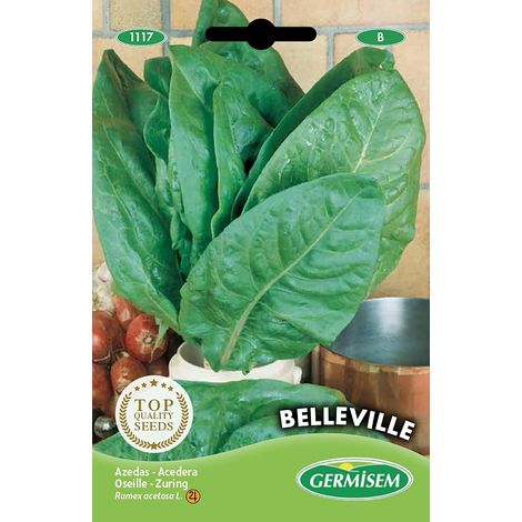 graines Oseille BELLEVILLE (1/5)