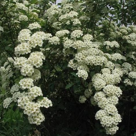 Spirée de Vanhoutte - Spiraea vanhouttei - 40-60 cm pot (1/4)
