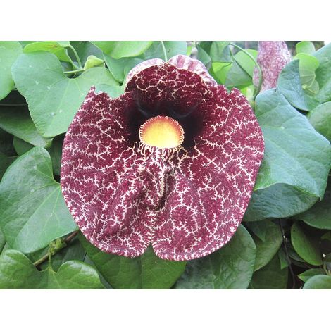 Vivaio Garden Forest – Aristolochia gigantea plante grimpante 170 cm – Fleurs violet foncé en forme de tuyau – Pour sols organiques et exposition ensoleillée (1/2)