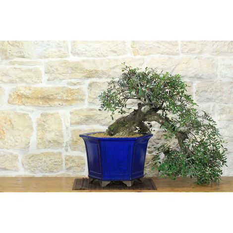Bonsai di Lentisco (73) (1/5)
