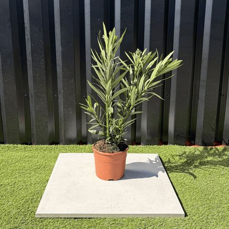 Laurier Rose Nerium Oleander Fleur Rose Hauteur 60 cm (1/4)