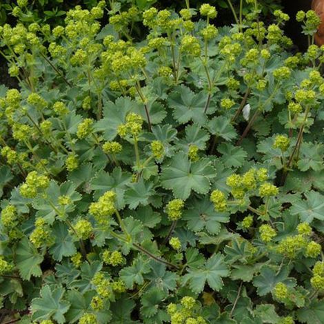 4 x Alchémille erythropoda - Alchemilla erythropoda  - godet 9x9