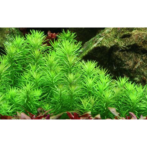 Aquarium Pflanze Pogostemon deccanensis Tropica Nr.053F