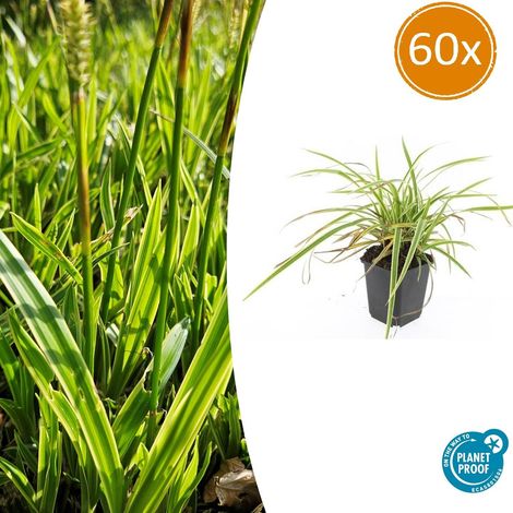 Carex morrowii Aureovariegata Graminée Feuillage Panaché pour Massif et Bordure - Lot de 60 (1/5)