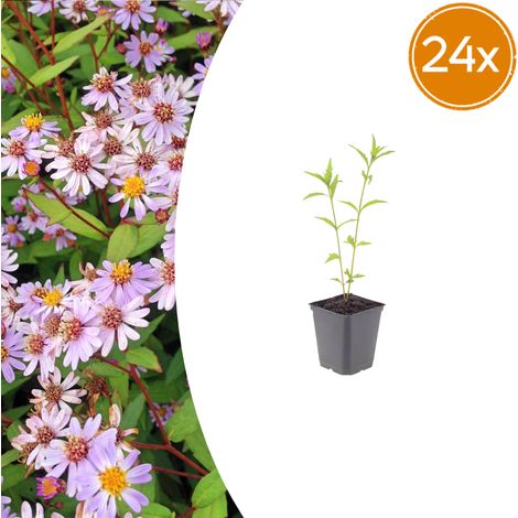 Lot de 24 Kalimeris incisa Blue Star Plantes Vivaces Fleurs Bleu Clair Pot Ø 9 cm H 10-25 cm - PANGIVO (1/5)