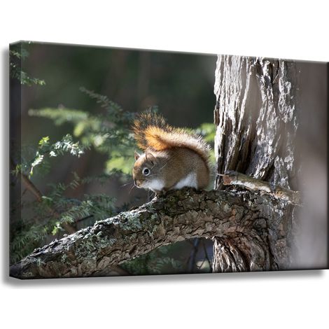 Leinwanddruck Tiere Eichhörnchen 60x40 cm