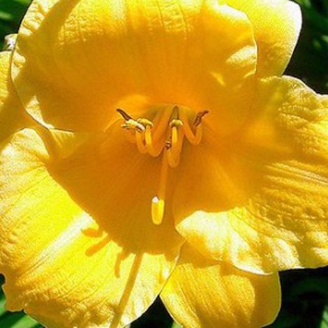 4 x Hémérocalle  - Hemerocallis 'Stella De Oro'  - godet 9x9 cm (1/4)