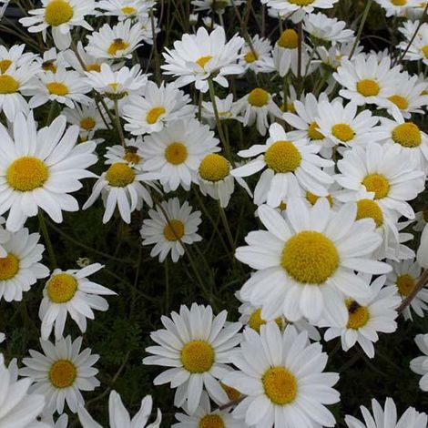 4 x Camomille  - Anthemis carpatica 'Karpatenschnee'  - godet (1/4)