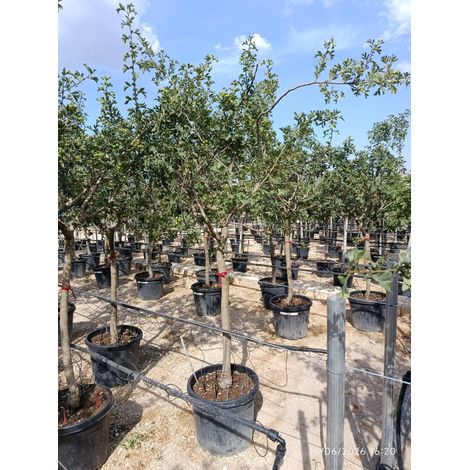 CRATAEGUS AZAROLUS ALB.55 1/2 FUSTO CRF.18/20