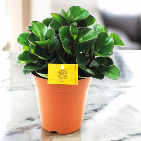 Gardenaria Peperomia obtusifolia 'Burning bush' - Pianta da interno ornamentale - Altezza: 25 cm (vaso 15) (1/5)