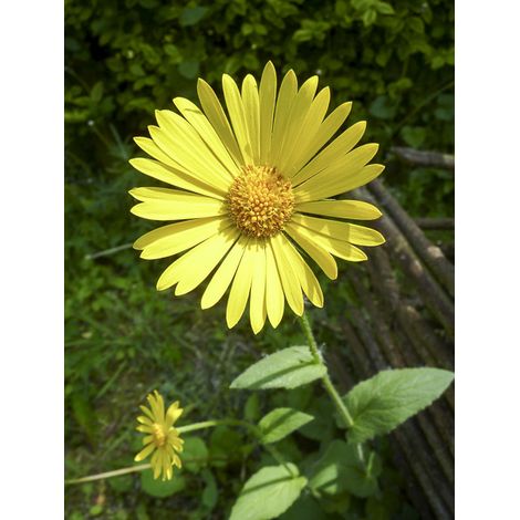 Doronic à feuilles en cœur Godet de 8/9 cm (1/2)