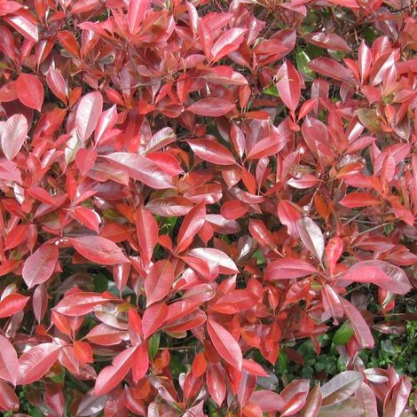Photinia Little Red Robin/Pot de 3L - 20/40 cm (1/4)