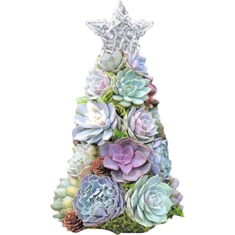 Sapin de Noël succulent, cadeau de Noël surprise