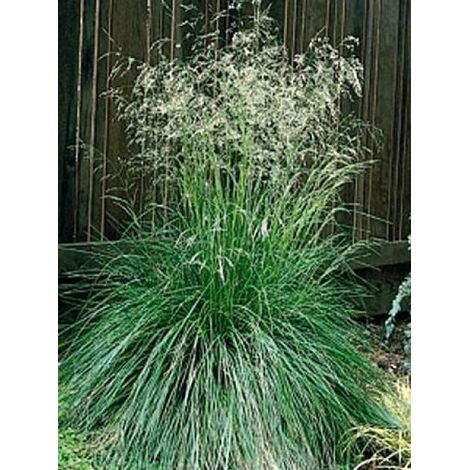 Canche cespiteuse 'Vivipara' Godet de 8/9 cm (1/2)