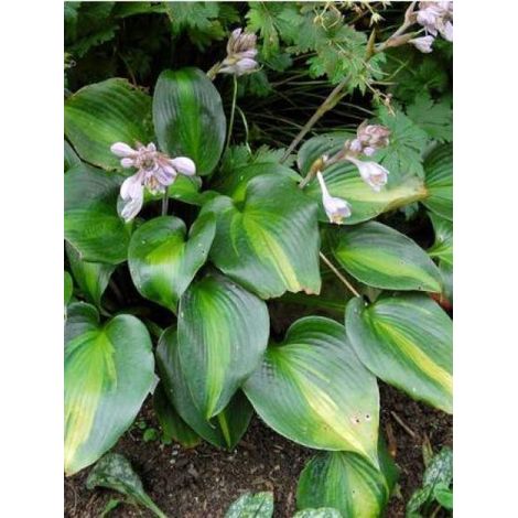 Hosta 'Grand Marquee' Godet de 8/9 cm (1/2)