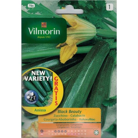 Schwarze Schnheit Vilmorin 7G Zucchini Samen