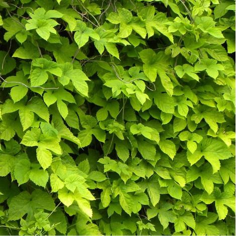 Houblon doré – Plante grimpante vivace à feuillage caduc jaune doré – Idéal pour murs et pergolas – Apporte lumière et intérêt écologique