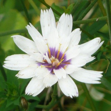 4 x Cupidone  - Catananche caerulea 'Alba'  - godet 9x9 cm