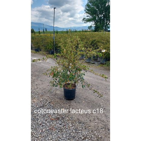 Gardenaria Cotoneaster lacteus - Arbusto ornamentale da giardino - Altezza: 30/35 cm (vaso19) (1/3)