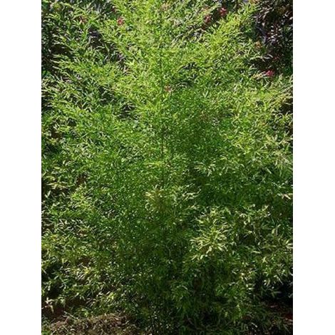 Bambou noir Pot de 4L/5L