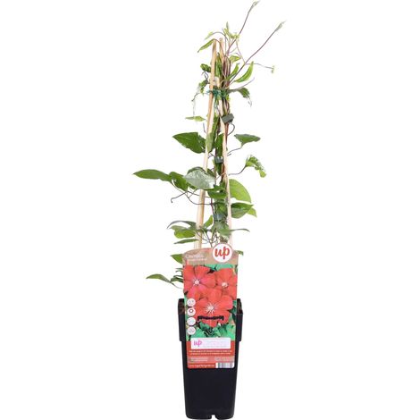 Clématite  - Clematis 'Rouge Cardinal'  - 50-60 cm pot (1/5)