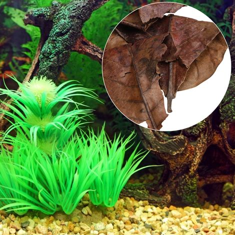 Feuilles d'olivier naturel Terminalia Catappa pour aquarium : réduction du pH et de l'acidité, amélioration de la qualité de l'eau. (1/5)