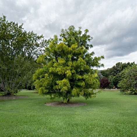 Vivaio di Castelletto Giuggiolo Ziziphus Jujuba Pianta da Frutta