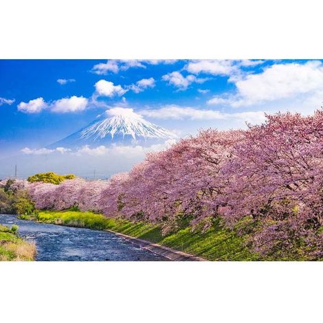 Tableau paysage mont fuji et cerisiers en fleurs - 80x50 cm (1/4)