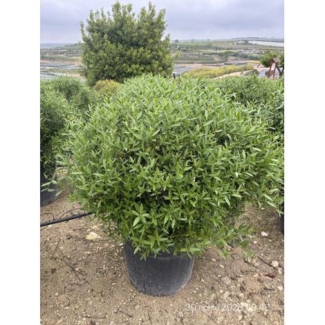 PHILLYREA ANGUSTIFOLIA PALLA 60 Lt.70